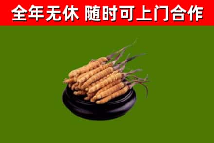 闸北区回收散虫草